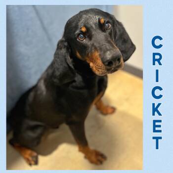Black And Tan Coonhound Dogs Available for Adoption - Cricket | PetCurious
