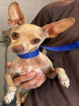 *COOPER -  Chihuahua Dog for Adoption in Woodland, California - *COOPER | PetCurious