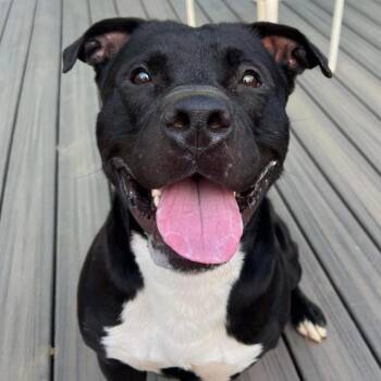 Sam Drucker -  Terrier and Mixed Breed Dog for Adoption in St. Louis, Missouri - Sam Drucker | PetCurious
