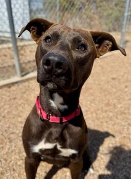 Noodle -  Pit Bull Terrier Dog for Adoption in Gillette, Wyoming - Noodle | PetCurious