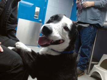 Rescue German Shepherd Dog and Mixed Breed Dogs for Adoption in Albuquerque, New Mexico - ZOE | PetCurious