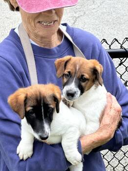 Rescue Jack Russell Terrier Dogs for Adoption in Chester Springs, Pennsylvania - Simon & Schuster | PetCurious