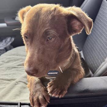 Dachshund and Mixed Breed Dogs Available for Adoption in Opelika, Alabama - Hershey | PetCurious
