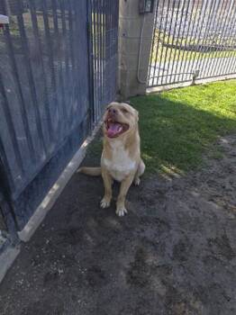 Shar Pei and Mixed Breed Dogs Available for Adoption in Riverside, California - MCNUGGET | PetCurious