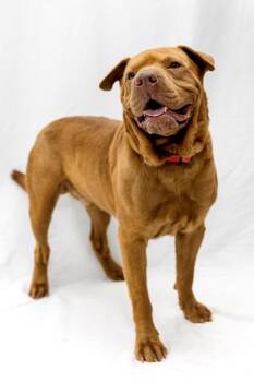 Brutus -  Labrador Retriever and Mixed Breed Dog for Adoption in Conway, Arkansas - Brutus | PetCurious