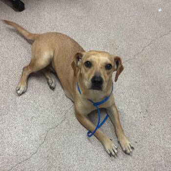 Kiwi -  Mixed Breed Dog for Adoption in Ardmore, Oklahoma - Kiwi | PetCurious
