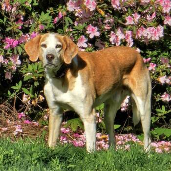 American Foxhound Dogs Available for Adoption in Columbia, South Carolina - Jackson | PetCurious