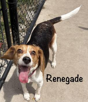 Renegade WVA/MN -  Beagle Dog for Adoption in Albert Lea, Minnesota - Renegade WVA/MN | PetCurious