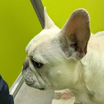 French Bulldog Dogs Available for Adoption - Polar Alpha Ursae Minoris | PetCurious