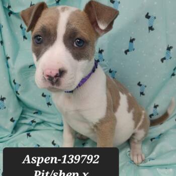 Shepherd and Pit Bull Terrier Dogs Available for Adoption - Aspen | PetCurious
