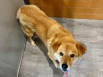 Labrador Retriever and Chow Chow Dogs Available for Adoption in Rowlett, Texas - STRAWBERRIES | PetCurious