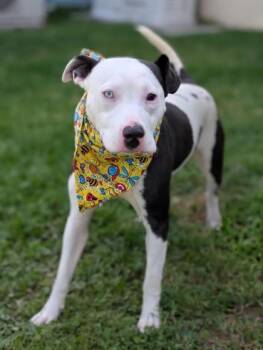 Terrier Dogs Available for Adoption in Gulfport, Mississippi - Hillie | PetCurious