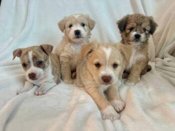 Maltese and Miniature Schnauzer Dogs Available for Adoption in Discovery Bay, California - Olivia(Livvy) | PetCurious