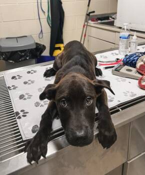 Labrador Retriever and Siberian Husky Dogs Available for Adoption in Westland, Michigan - V | PetCurious