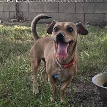 Maggie -  Chihuahua and Dachshund Dog for Adoption in San Jacinto, California - Maggie | PetCurious