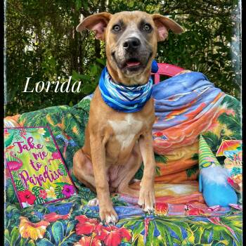 Rescue Black Mouth Cur Dogs for Adoption in Sebring, Florida - Lorida | PetCurious