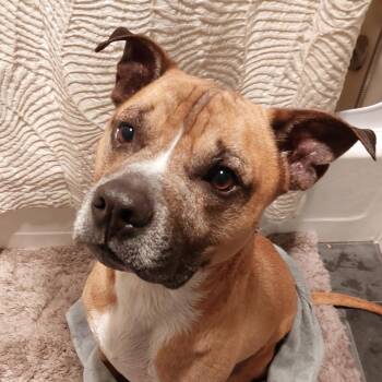 Tobey -  Pit Bull Terrier Dog for Adoption in Providence, Rhode Island - Tobey | PetCurious