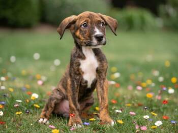 Mahalo -  Pit Bull Terrier and Mixed Breed Dog for Adoption in Sebastian, Florida - Mahalo | PetCurious