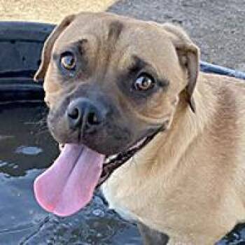 Roofus - WAITING FOR HIS FOREVER HOME -  Pit Bull Terrier Dog for Adoption in Thousand Oaks, California - Roofus - WAITING FOR HIS FOREVER HOME | PetCurious