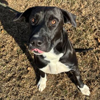Rescue Mastiff Dogs for Adoption in Franklin, North Carolina - Nacho | PetCurious