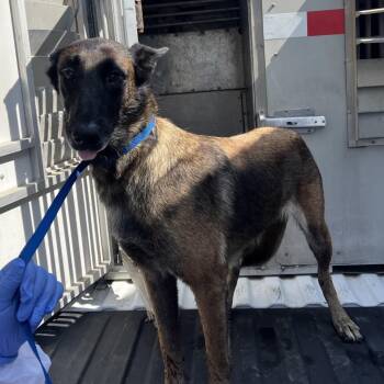 Santa Ana -  Belgian Shepherd Malinois Dog for Adoption in Edinburg, Texas - Santa Ana | PetCurious