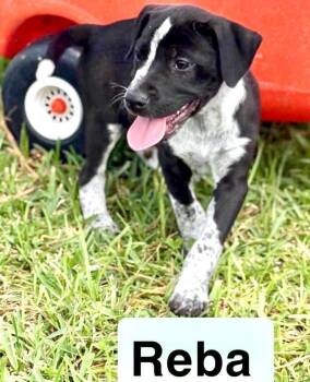 Pointer and Labrador Retriever Dogs Available for Adoption in Semmes, Alabama - Reba | PetCurious