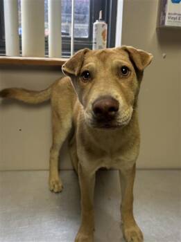 Rescue Shar Pei and Mixed Breed Dogs for Adoption in Redlands, California - WONTON | PetCurious