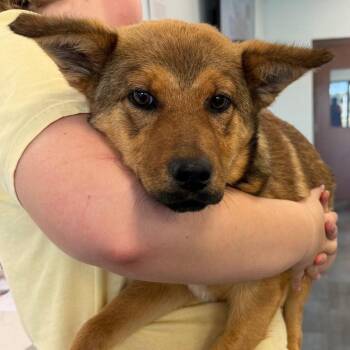 Shepherd Dogs Available for Adoption - 26-125 Mancala | PetCurious