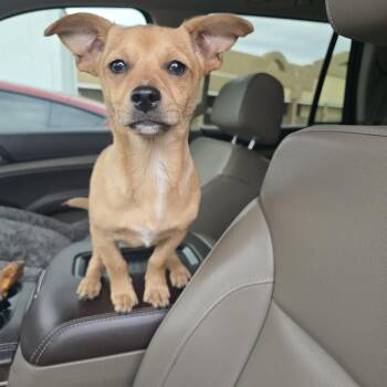 Terrier and Dachshund Dogs Available for Adoption in Stockton, California - Tater Tot | PetCurious