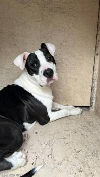 MAX -  Pit Bull Terrier Dog for Adoption in Indianapolis, Indiana - MAX | PetCurious
