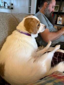 Beagle Dogs Available for Adoption - Pepper | PetCurious