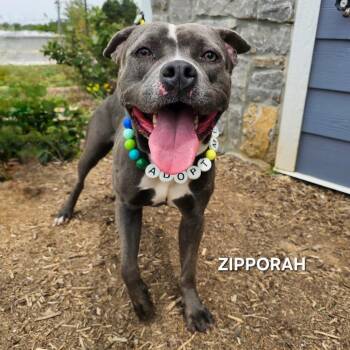 Zipparaph -  Pit Bull Terrier Dog for Adoption in Madisonville, Tennessee - Zipparaph | PetCurious