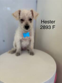Rescue Terrier Dogs for Adoption in Los Angeles, California - HESTER #2893 | PetCurious