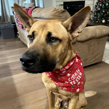 Mixed Breed Dogs Available for Adoption - Cookie | PetCurious