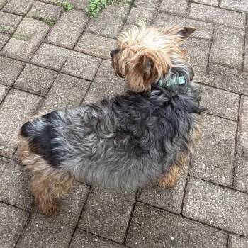 Marilyn Monroe -  Yorkshire Terrier Dog for Adoption in Campton Hills, Illinois - Marilyn Monroe | PetCurious