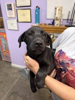 Gus -  Mixed Breed Dog for Adoption in West Chester, Pennsylvania - Gus | PetCurious