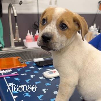 Cattle Dog Dogs Available for Adoption - CANYON | PetCurious