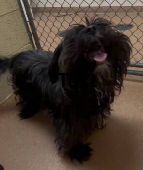 Lhasa Apso and Havanese Dogs Available for Adoption - Lennon | PetCurious
