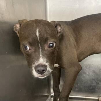 Pit Bull Terrier Dogs Available for Adoption in Tuscaloosa, Alabama - Jerry | PetCurious