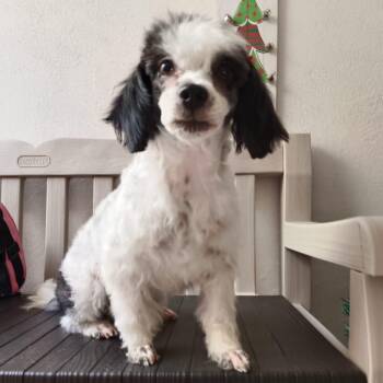 Maltese Dogs Available for Adoption - Lady | PetCurious