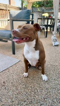 Star -  Pit Bull Terrier Dog for Adoption in Santa Monica, California - Star | PetCurious