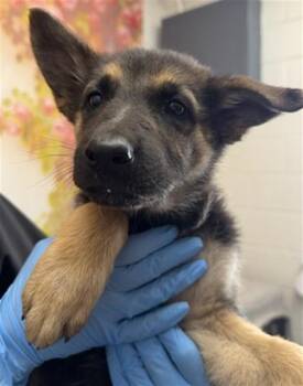 THEA -  German Shepherd Dog Dog for Adoption in San Bernardino, California - THEA | PetCurious