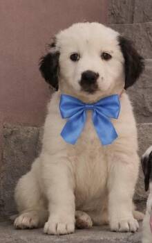 RIGATONI (Pasta Litter) out of town -  Labrador Retriever Dog for Adoption in New York, New York - RIGATONI (Pasta Litter) Out Of Town | PetCurious