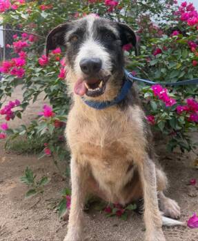 Kimba -  Airedale Terrier and Schnauzer Dog for Adoption in Ramona, California - Kimba | PetCurious