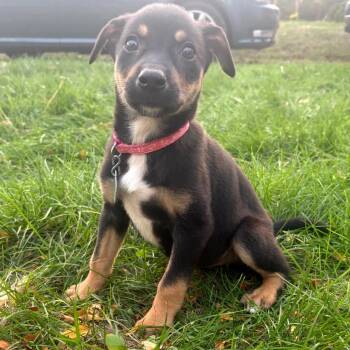 Aretha -  Mixed Breed Dog for Adoption in Buffalo, Minnesota - Aretha | PetCurious