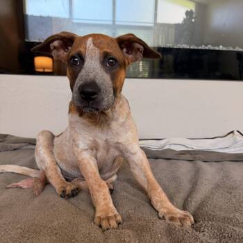 Sugar Bear -  Australian Cattle Dog Blue Heeler and Pit Bull Terrier Dog for Adoption in Salem, New Hampshire - Sugar Bear | PetCurious