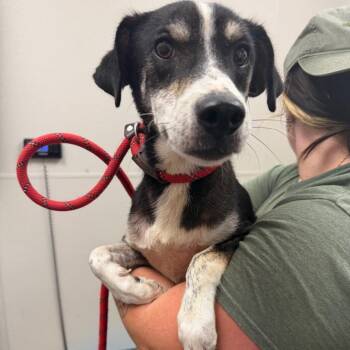 June -  Mixed Breed Dog for Adoption in Columbiana, Alabama - June | PetCurious