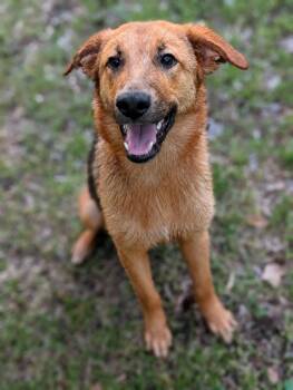 German Shepherd Dog Dogs Available for Adoption in Bloomingdale, Georgia - Reilly | PetCurious