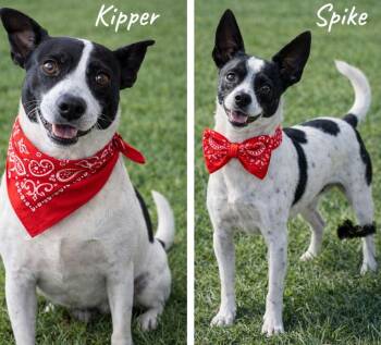Rat Terrier and Parson Russell Terrier Dogs Available for Adoption - Spike CP | PetCurious