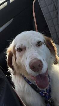 Lawrence -  English Setter Dog for Adoption in Hilliard, Ohio - Lawrence | PetCurious